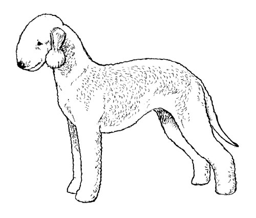 UKC Breed Standards: Bedlington Terrier