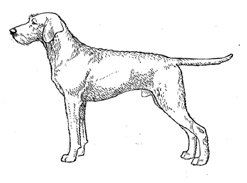 UKC Breed Standards: Hungarian Wire-Haired Vizsla