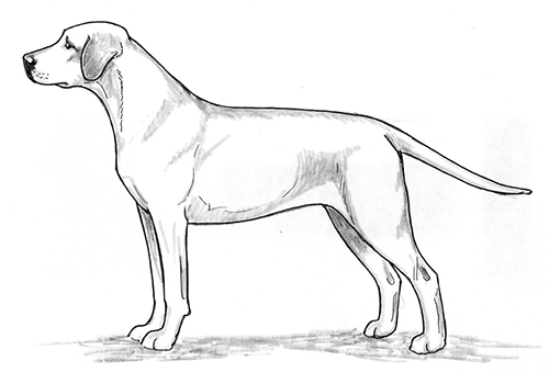 UKC Breed Standards: Mountain Cur