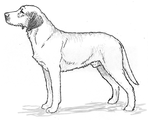 UKC Breed Standards: Styrian Coarse Haired Hound
