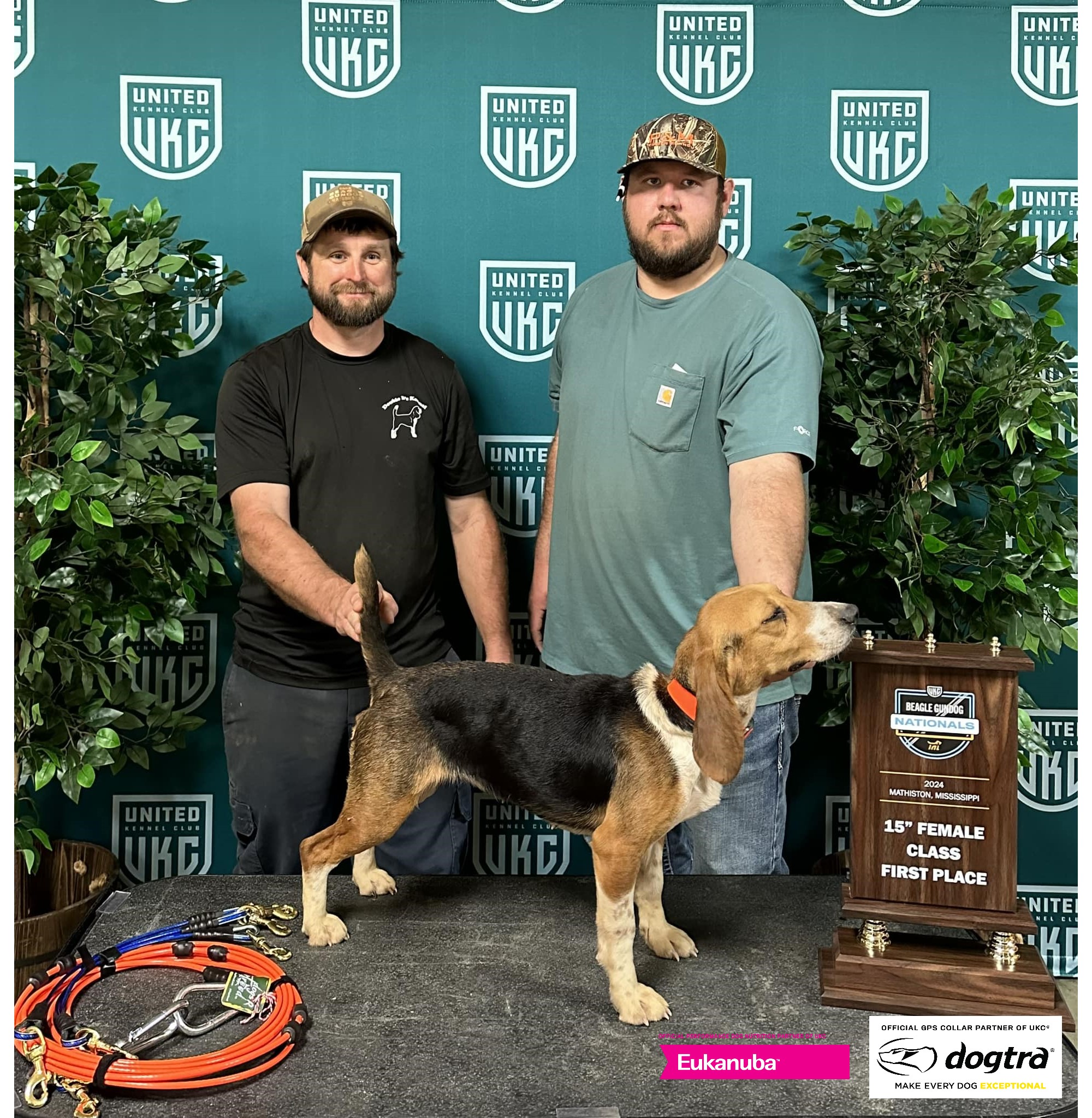 Beagle Gundog 15 Inch Female Winner 2024
