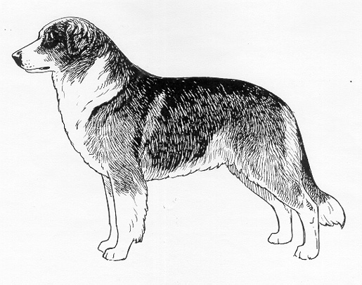 UKC Breed Standards: Atlas Mountain Dog