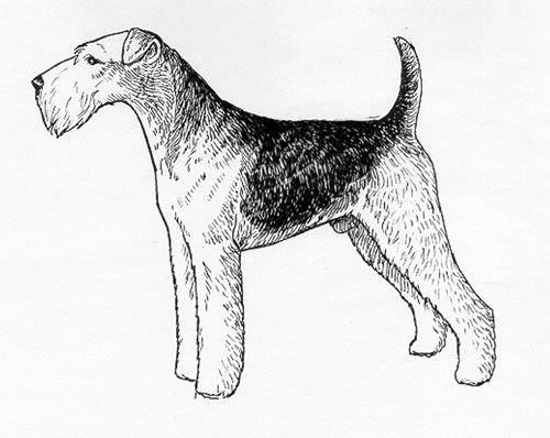 UKC Breed Standards: Airedale Terrier