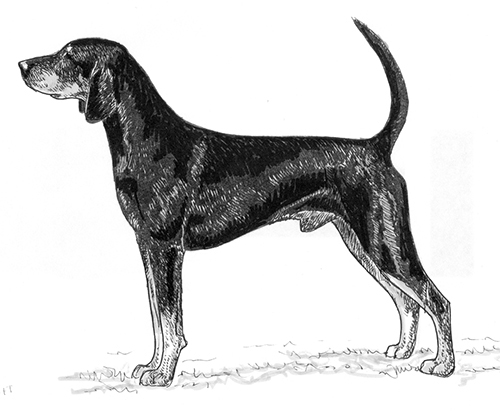 UKC Breed Standards: American Black and Tan Coonhound