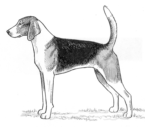 UKC Breed Standards: American Foxhound