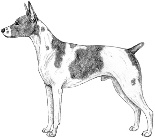 UKC Breed Standards: American Hairless Terrier