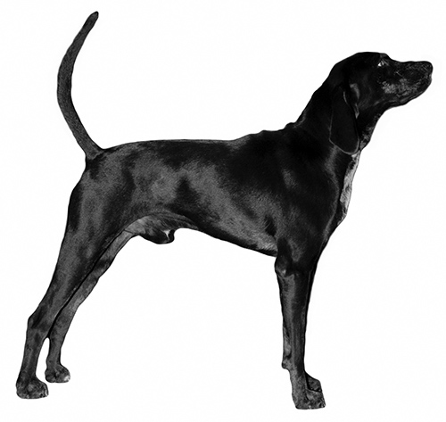 UKC Breed Standards: American Leopard Hound (color example)