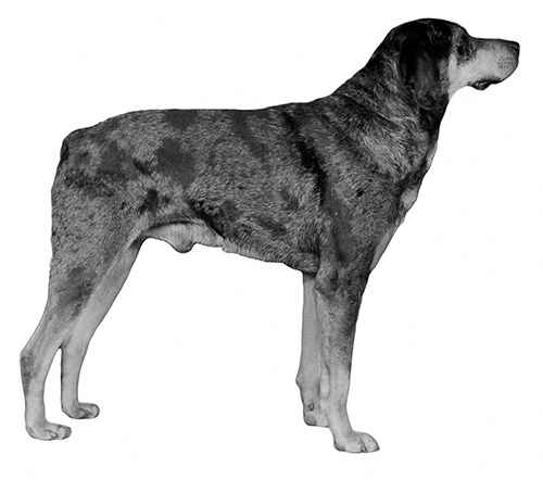 UKC Breed Standards: American Leopard Hound (tail example)
