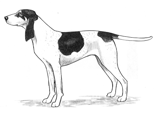 UKC Breed Standards: Ariegeois