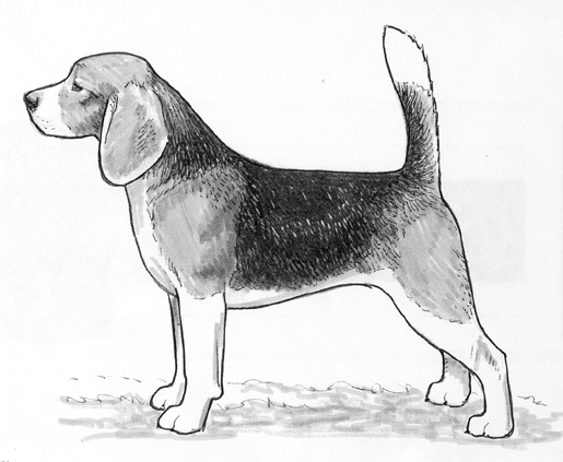 UKC Breed Standards: Beagle