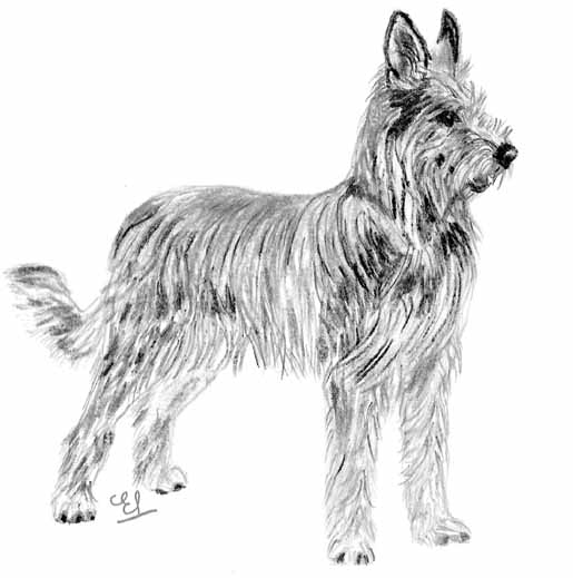 UKC Breed Standards: Berger Picard
