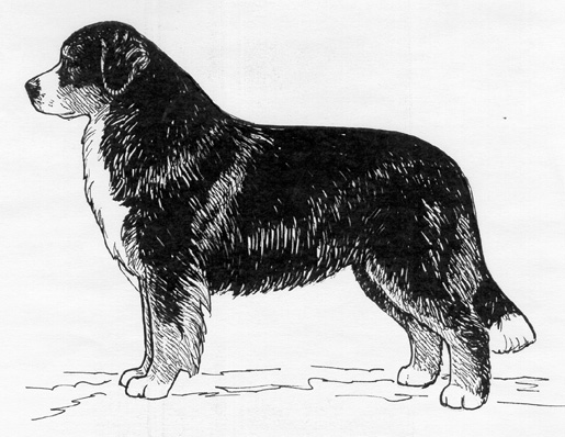 UKC Breed Standards: Bernese Mountain Dog