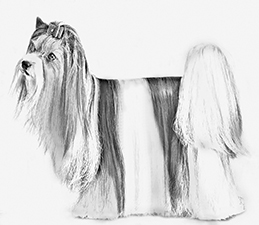 UKC Breed Standards: Biewer Terrier