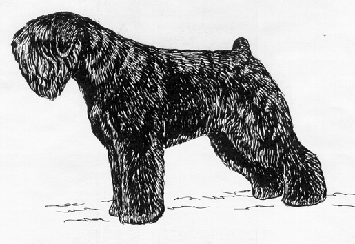 UKC Breed Standards: Black Russian Terrier