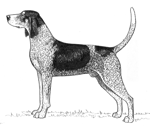 UKC Breed Standards: Bluetick Coonhound