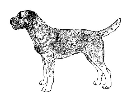UKC Breed Standards: Border Terrier