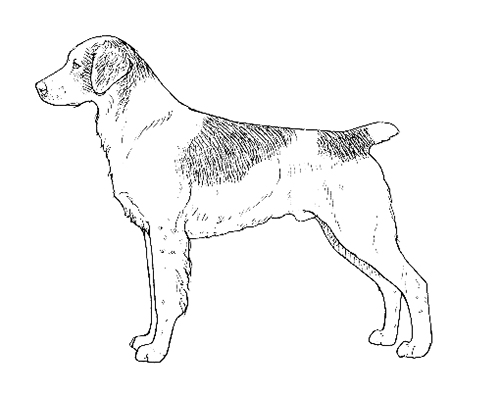 UKC Breed Standards: Brittany