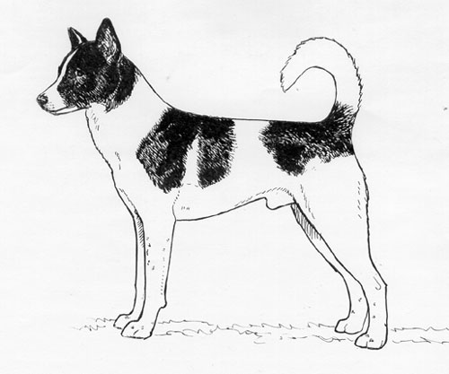 UKC Breed Standards: Canaan Dog