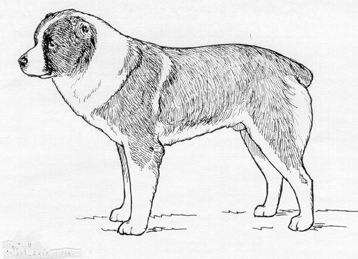 UKC Breed Standards: Central Asian Shepherd Dog