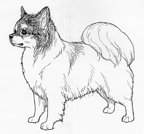UKC Breed Standards: Chihuahua Long Coated