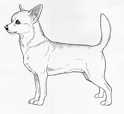 UKC Breed Standards: Chihuahua Short Coated