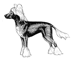 UKC Breed Standards: Chinese Crested Hairless