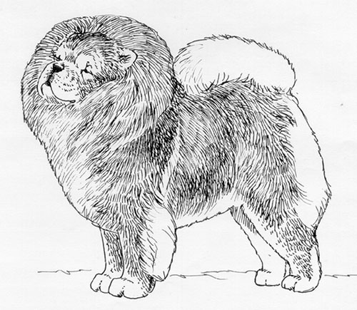 UKC Breed Standards: Chow Chow