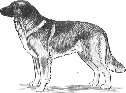 UKC Breed Standards: Romanian Carpathian Shepherd Dog