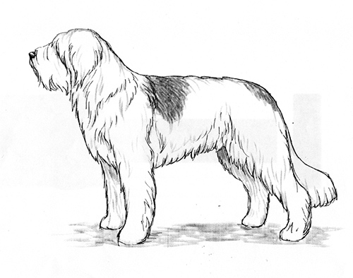 UKC Breed Standards: Romanian Mioritic Shepherd Dog