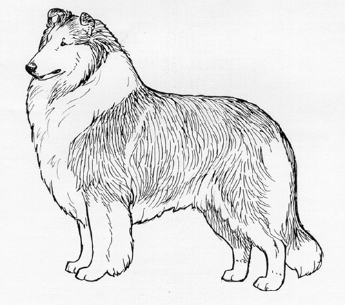 UKC Breed Standards: Collie