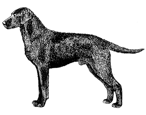 UKC Breed Standards: Curly-Haired Retriever
