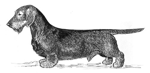 UKC Breed Standards: Dachshund (Wire-Haired)