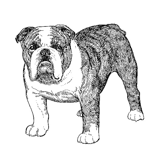 UKC Breed Standards: English Bulldog