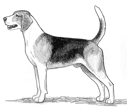 UKC Breed Standards: English Foxhound