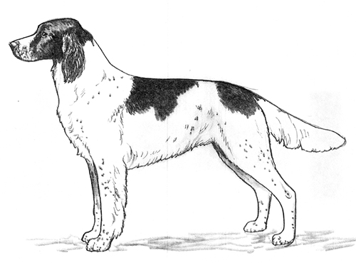 UKC Breed Standards: Epagneul Francais