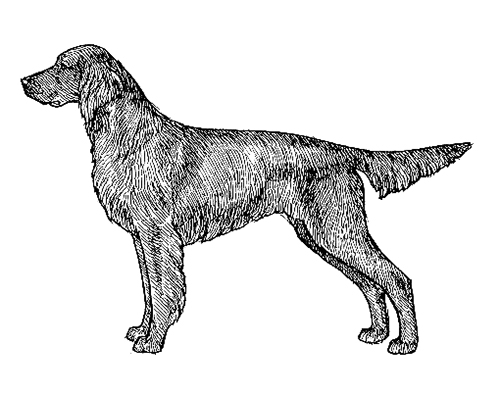 UKC Breed Standards: German Long Haired Pointer