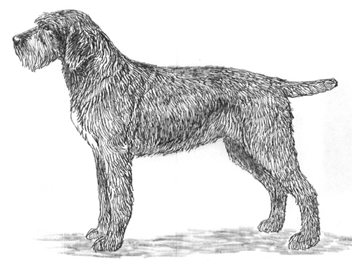UKC Breed Standards: German Rough Haired Pointer