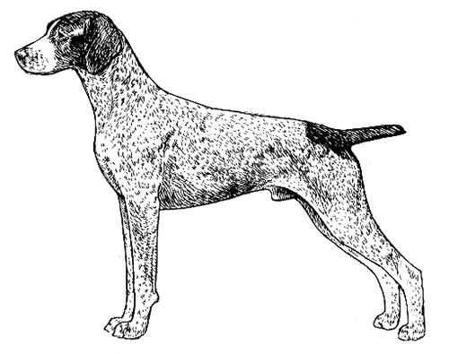 UKC Breed Standards: German Short Haired Pointer