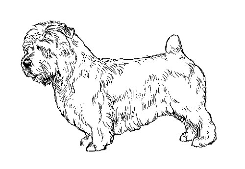 UKC Breed Standards: Glen of Imaal Terrier