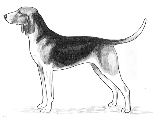 UKC Breed Standards: Great Anglo-Francais Tricolor Hound