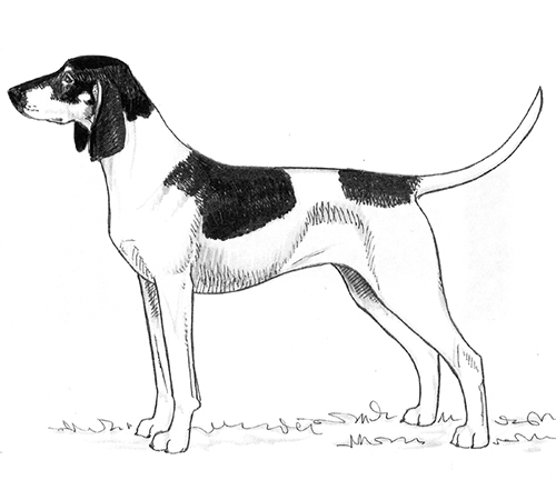UKC Breed Standards: Great Anglo-Francais White And Black Hound