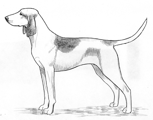 UKC Breed Standards: Great Anglo-Francais White And Orange Hound