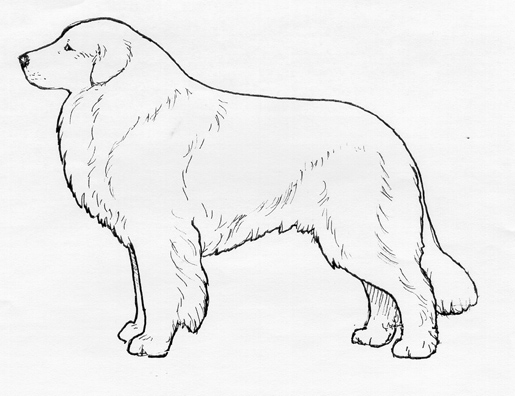 UKC Breed Standards: Great Pyrenees