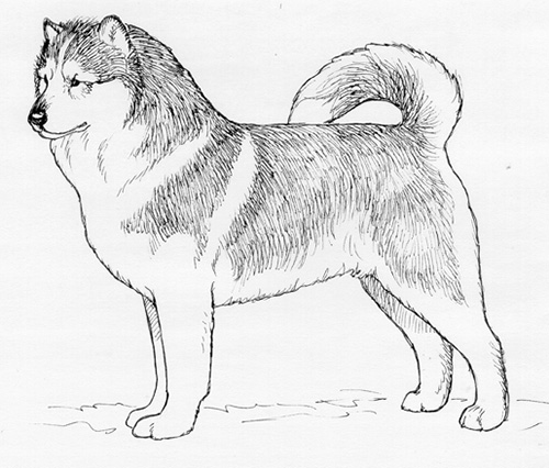 UKC Breed Standards: Greenland Dog