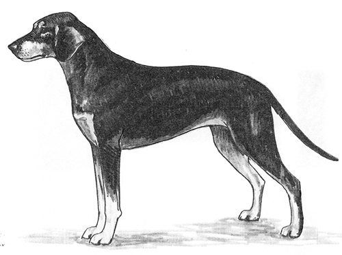 UKC Breed Standards: Hellenic hound