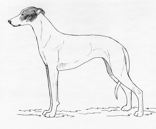 UKC Breed Standards: Hungarian Greyhound