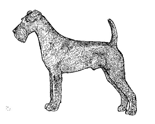 UKC Breed Standards: Irish Terrier