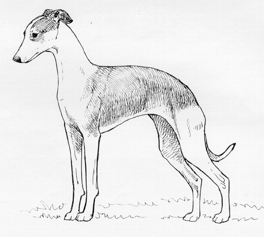 UKC Breed Standards: Italian Greyhound