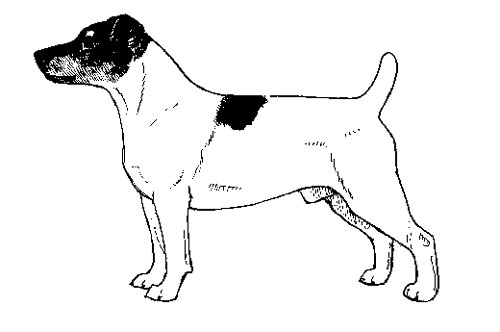 UKC Breed Standards: Jack Russell Terrier