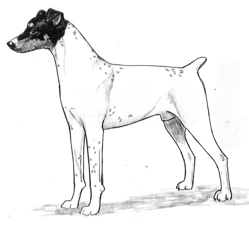 UKC Breed Standards: Japanese Terrier